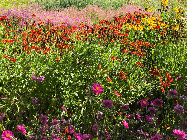 Crea tu propio jardín de polinizadores