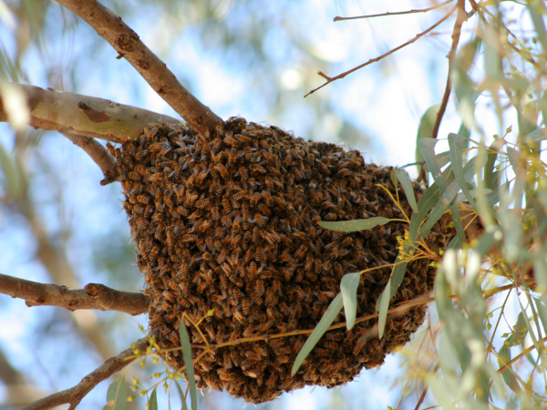 El ciclo de vida de las abejas