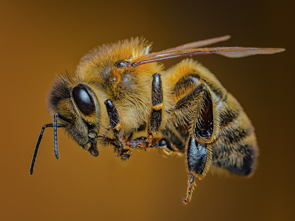 La danza de las abejas